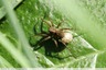 Araignée dans l'herbe