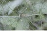 Chenille Machaon