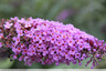 Buddleia