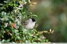 Fauvette à tête noire ( Sylvia atricapilla )