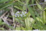 Petites fleurs bleues