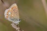Collier de corail (Aricia agestis)
