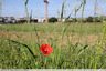 Coquelicot de chantier