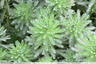 Myriophylles
