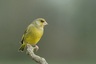 Verdier d'Europe - mâle (Chloris chloris)