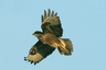 Buse variable (Buteo buteo)