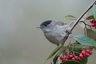 Fauvette à tete noire - mâle (Sylvia atricapilla)
