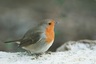 Rouge gorge (Erithacus rubecula)