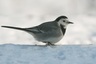 Bergeronnette grise (Motacilla alba)