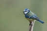 Mésange bleue (Cyanistes caeruleus)