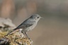 Rouge-queue (Phoenicurus ochruros)