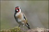 Chardonneret élégant (Carduelis carduelis)