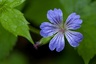 Géranium (Geranium nodosum)