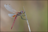 Libellule