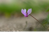 Cyclamen de Naples