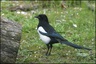 Pie bavarde (Pica pica)