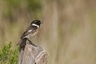 Tarier pâtre - mâle (Saxicola rubicola)