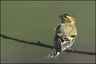 Tarin des aulnes - mâle (Carduelis spinus)