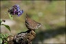 Troglodyte mignon (Troglodytes troglodytes)