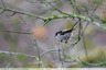 Mésange à longue queue