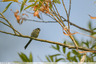 Mésange à longue queue