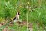 Chardonneret élégant