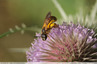 Petite abeille sur cardère