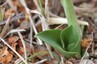 La biodiversité ... en ville