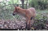 Renard roux.&#129418; vidéo