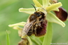 Abeille sur ophrys et non ophrys abeille....