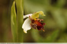 Orchidée d'Almaraz