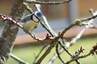 Mésange bleue