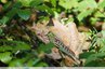 Criquet migrateur (Locusta migratoria) ??