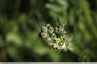 Crépide à fleurs de pissenlit