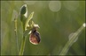 Ophrys araignée (Ophrys sphegodes)