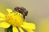 Une belle mouche