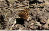 Papillon au sol