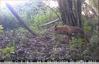 Renard roux.&#129418; vidéo