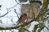 Pinson des arbres