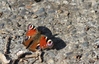 Le Paon du Jour (Inachis io)
