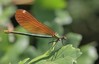 Calopteryx virgo (femelle)