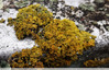 Lichens jaunes