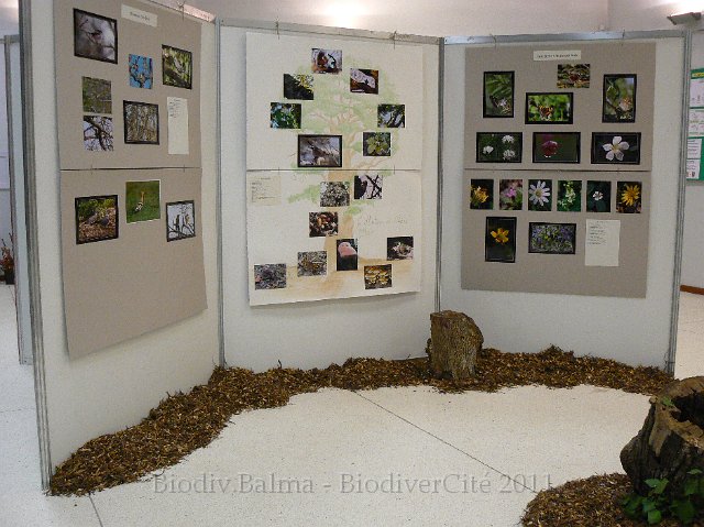 P1210281.JPG - Les bois