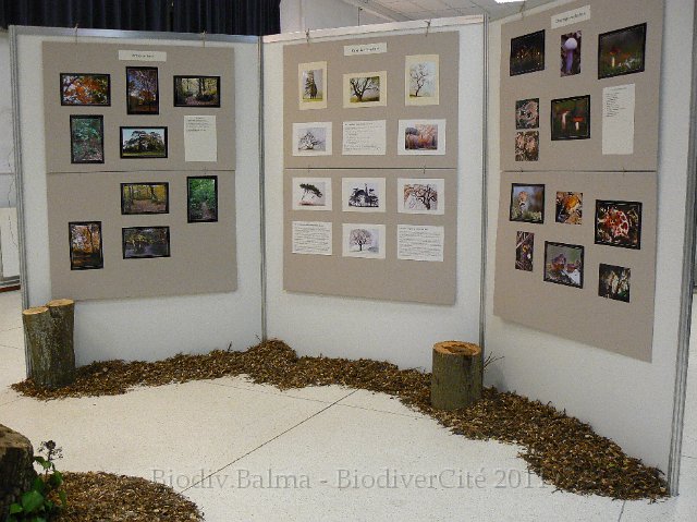 P1210282.JPG - Les bois