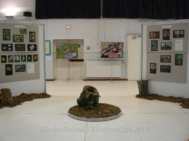 P1210283.JPG - Les bois