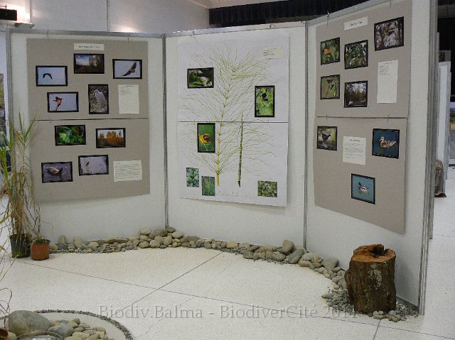 P1210285.JPG - Les milieux humides