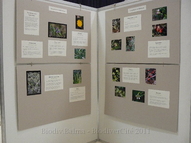 P1210289.JPG - Les plantes médicinales