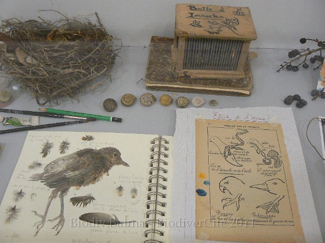 P1210292.JPG - Les carnets naturalistes d'Isabelle Haas