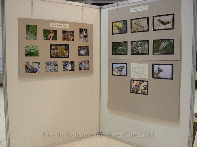 P1210307.JPG - Pour le plaisir des yeux