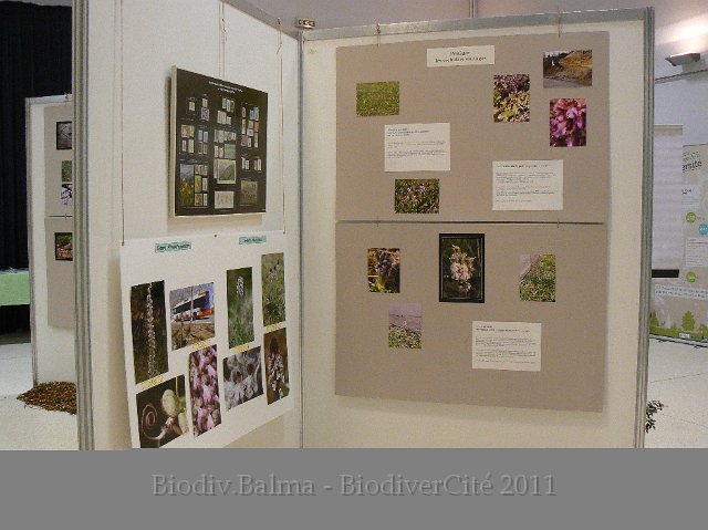 P1210310.JPG - Les orchidées en ville